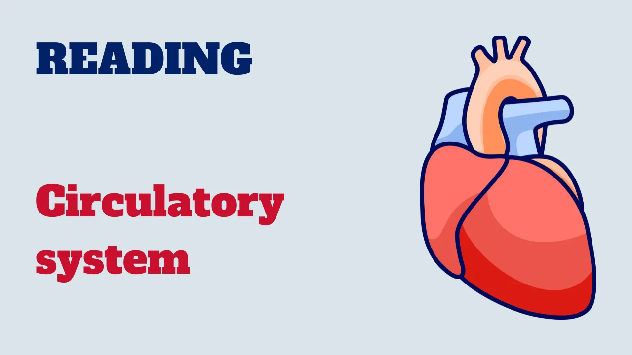 Reading - Circulatory system