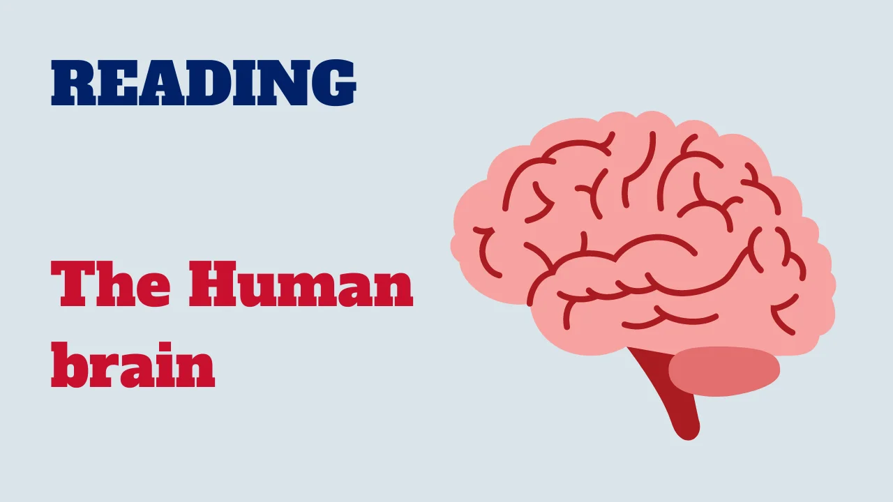 Reading: The Human brain